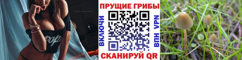 Псилоцибиновые грибы GOLDEN TEACHER  Купить где  Жуков 
